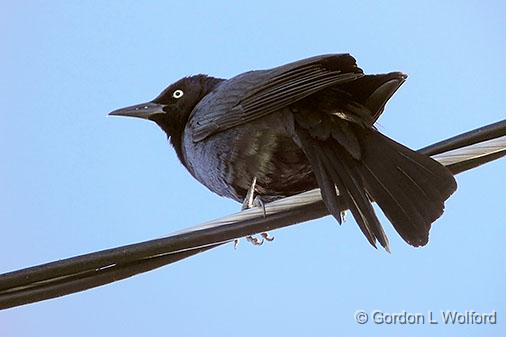 Bird On A Wire_DSCF0200.jpg - Red-winged Blackbird (Agelaius phoeniceus) photographed at Smiths Falls, Ontario, Canada.